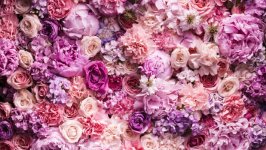 Desktop image. Flowers. ID:163092