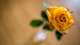 Desktop image. Flowers. ID:163308