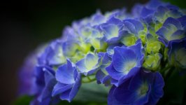 Desktop image. Flowers. ID:163349