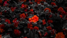 Desktop image. Flowers. ID:163514