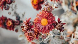 Desktop image. Flowers. ID:163882