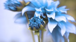 Desktop image. Flowers. ID:164017