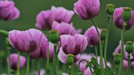 Desktop image. Flowers. ID:164140