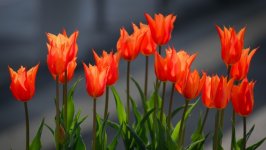 Desktop image. Flowers. ID:164160