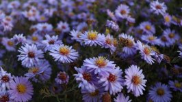 Desktop image. Flowers. ID:164356