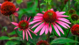 Desktop image. Flowers. ID:165165
