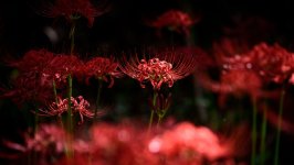 Desktop image. Flowers. ID:166230