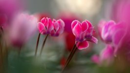 Desktop image. Flowers. ID:166887
