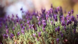 Desktop image. Flowers. ID:166814