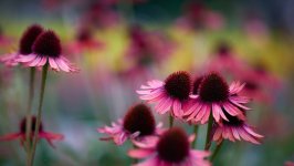 Desktop image. Flowers. ID:166840