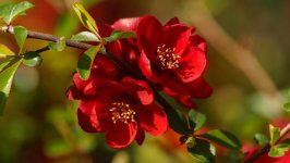 Desktop image. Flowers. ID:166901
