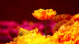 Desktop image. Flowers. ID:166910