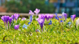 Desktop wallpaper. Flowers. ID:166958