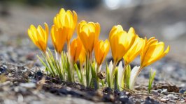 Desktop wallpaper. Flowers. ID:166974