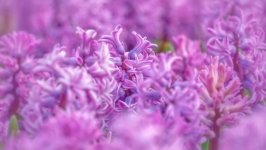 Desktop image. Flowers. ID:167271