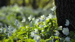 Desktop image. Flowers. ID:168831