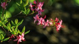 Desktop image. Flowers. ID:168914