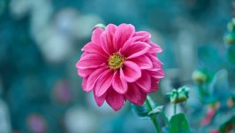 Desktop image. Flowers. ID:170053