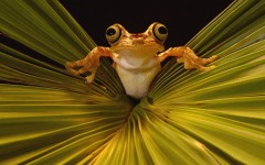 Desktop image. Animals. ID:34246