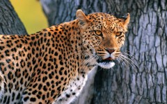 Desktop image. Animals. ID:34247
