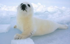 Desktop image. Animals. ID:34248