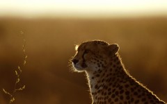 Desktop image. Animals. ID:34249
