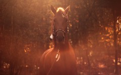 Desktop image. Animals. ID:64974