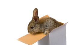 Desktop image. Animals. ID:34252