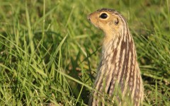 Desktop image. Animals. ID:64975