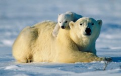 Desktop image. Animals. ID:34258