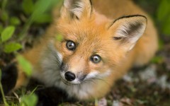 Desktop image. Animals. ID:34262