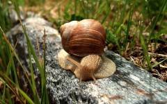 Desktop image. Animals. ID:34263