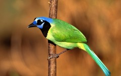 Desktop image. Animals. ID:34265