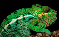 Desktop image. Animals. ID:34266