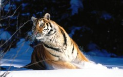 Desktop image. Animals. ID:34267