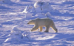 Desktop image. Animals. ID:34270