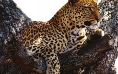 Desktop image. Animals. ID:34272