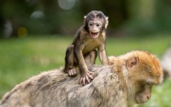 Desktop image. Animals. ID:64976
