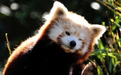 Desktop image. Animals. ID:34274