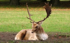 Desktop image. Animals. ID:64977