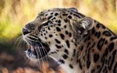 Desktop image. Animals. ID:34277