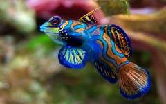 Desktop image. Animals. ID:34278