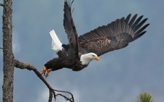 Desktop image. Animals. ID:64978