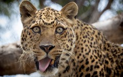 Desktop image. Animals. ID:64979