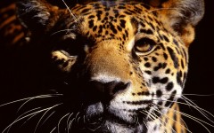 Desktop image. Animals. ID:34281