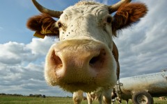 Desktop image. Animals. ID:34282