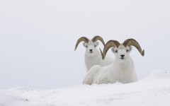 Desktop image. Animals. ID:34283