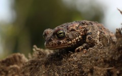 Desktop image. Animals. ID:64980