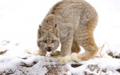 Desktop image. Animals. ID:34285