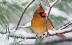 Desktop image. Animals. ID:34286